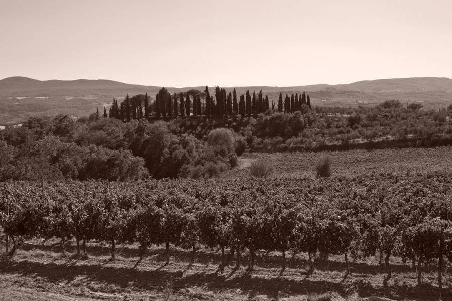 Wijngaard van Ficomontanino in Toscane 