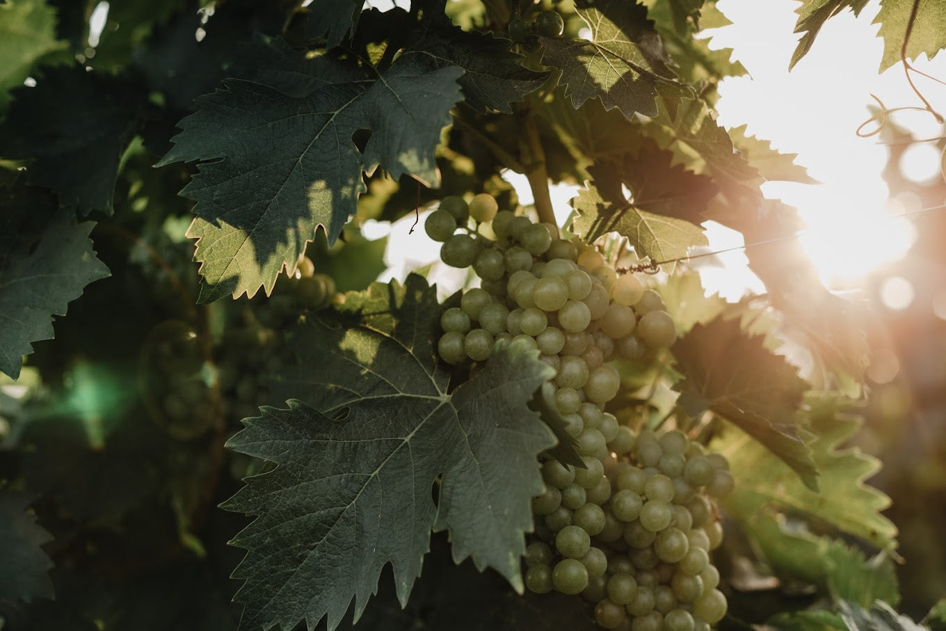 Wijnbladeren in een wijngaard van Weingut Müller Grossmann